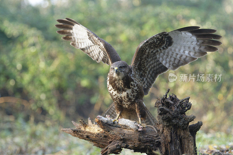 欧亚秃鹰配鼠(Buteo Buteo)